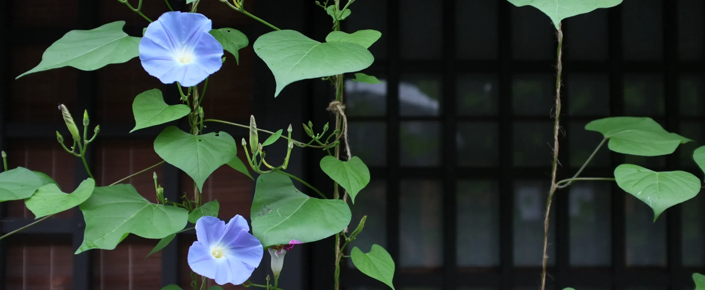 あさがおの写真